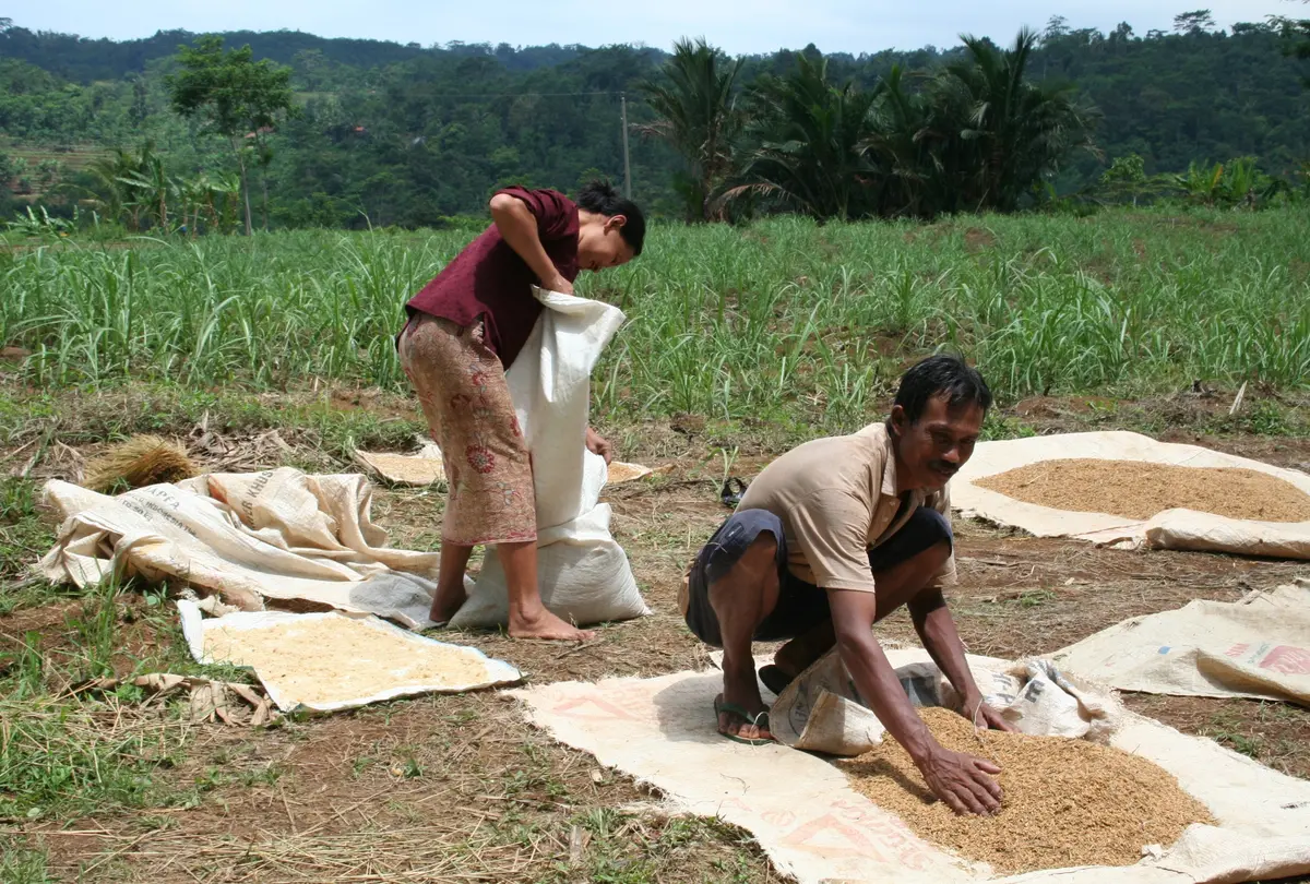 Dua petani mengumpulkan hasil padi di lahan pertanian di Pulau Jawa